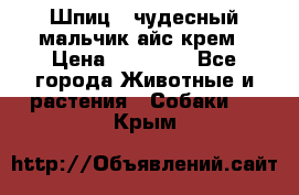 Шпиц - чудесный мальчик айс-крем › Цена ­ 20 000 - Все города Животные и растения » Собаки   . Крым